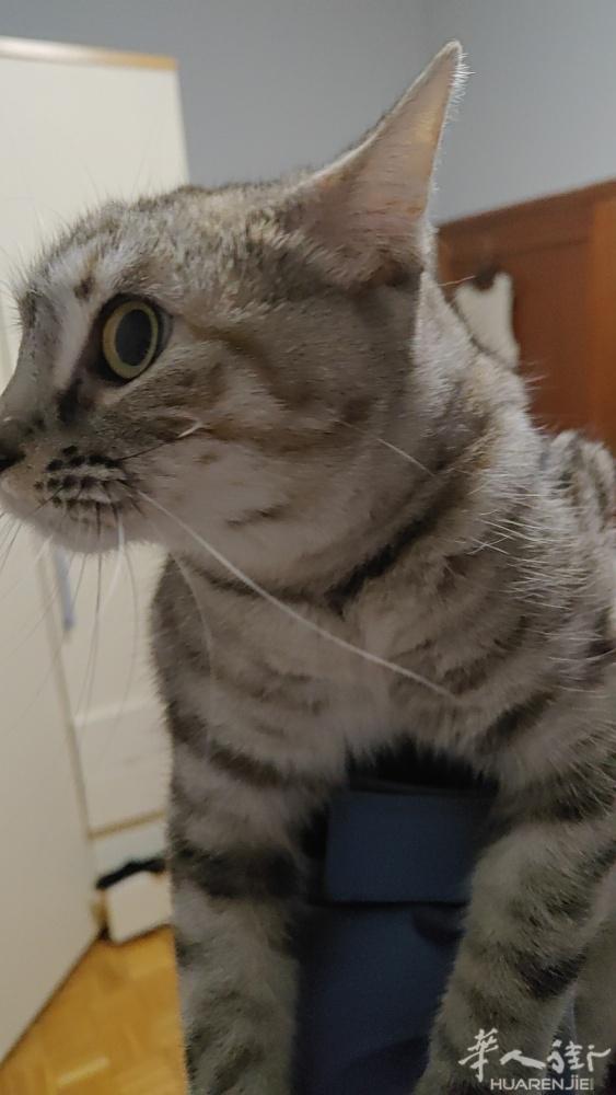 送猫咪一只一岁