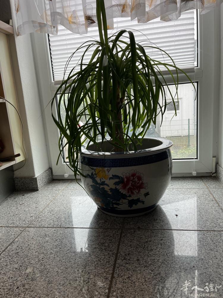 2个大花缸，直径4厘米，适合餐馆 ，旅馆和大Haus