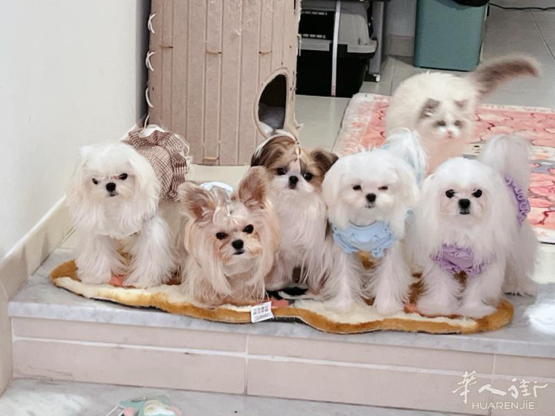 五只小狗 找家长 三只马尔济斯 一只约克夏一只西施犬坐标佛罗伦萨附近