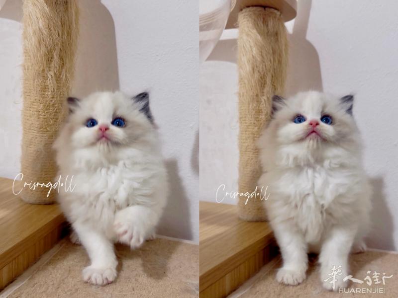 正规猫舍纯种布偶猫小奶猫找家长，有健康保障，感兴趣私信