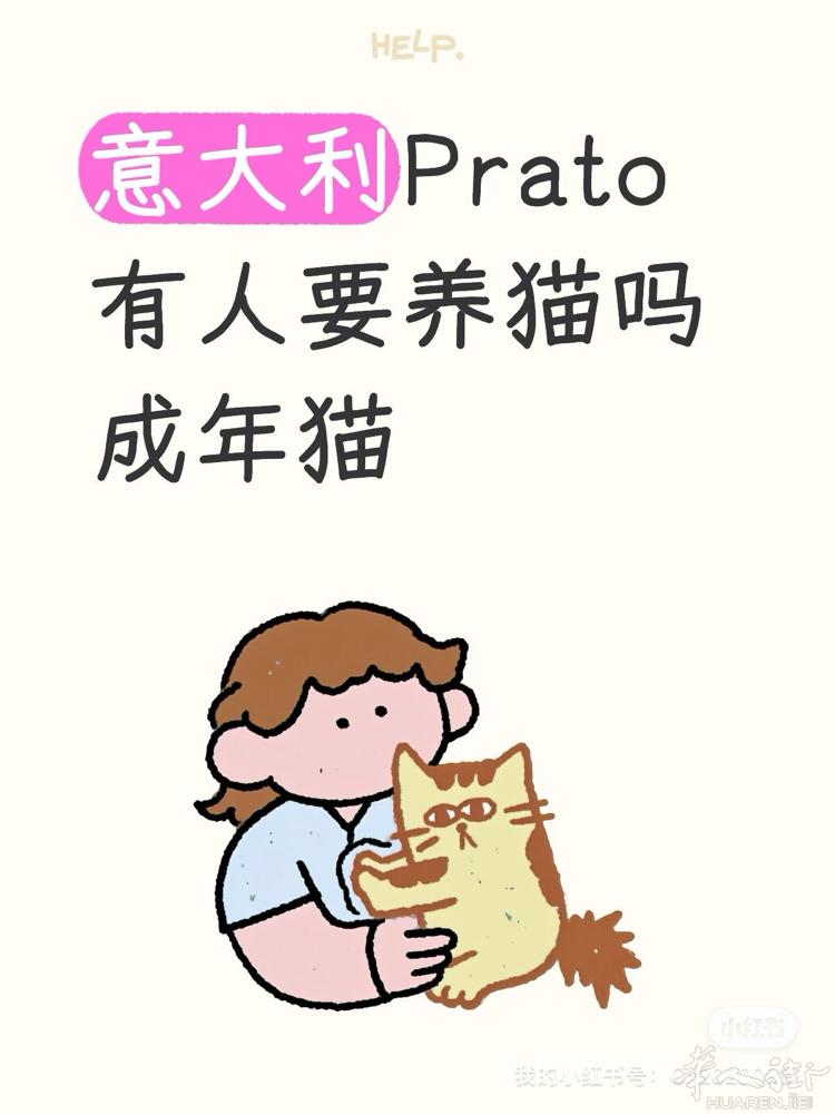 免费赠送猫咪所有用品