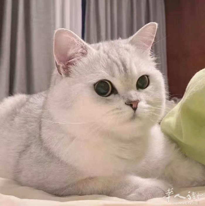 猫舍清仓不做了，大猫和小猫优惠处理！有事回国无人照理，有想搞繁殖的可以加微信详谈