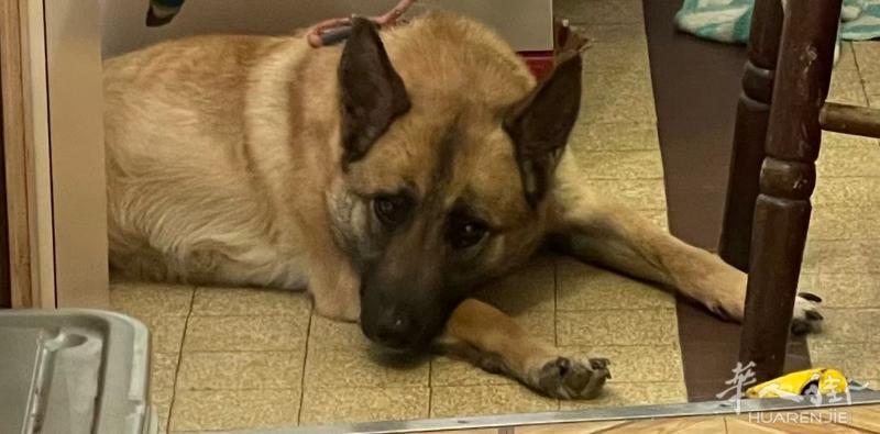 免费送马犬  搬家了 家里太小养不了宠物   狗狗 3岁 母的 很温顺