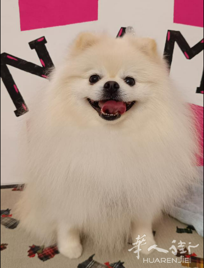 出售两岁半超帅博美弟弟