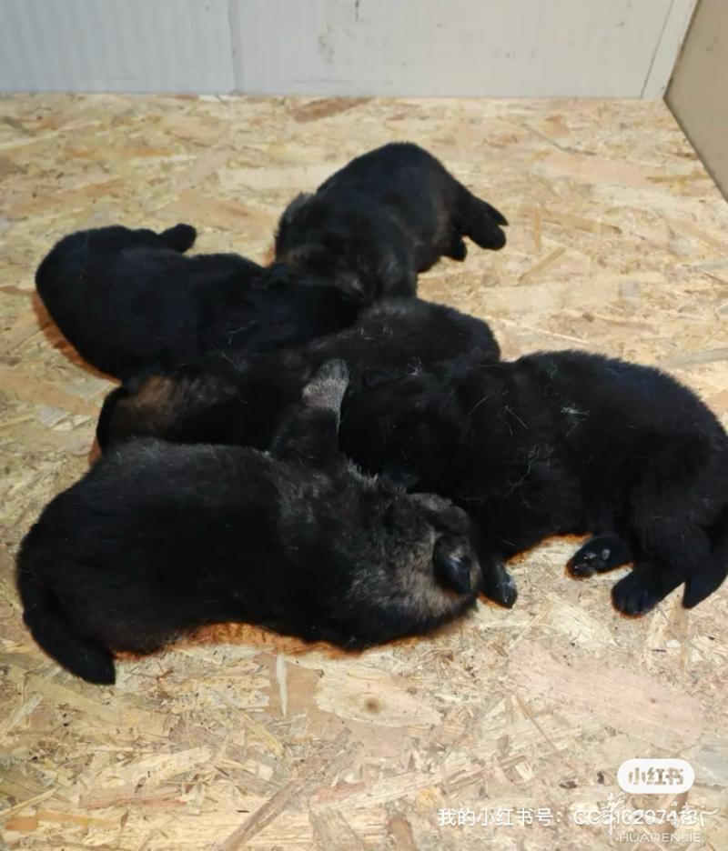 意大利出德牧幼崽 普拉托附近出德牧幼崽600-800一只 公的600母的800