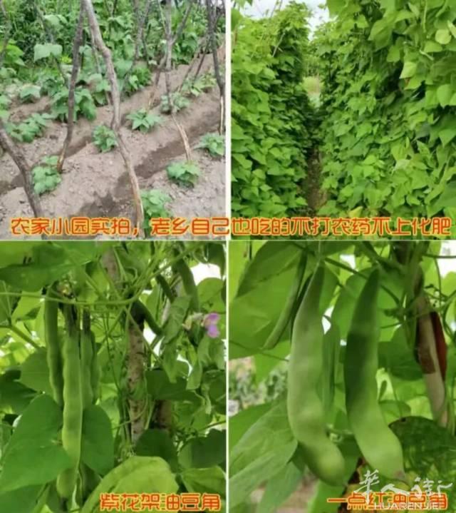 马上中国年了，国内邮寄过来的豆角干，黄瓜干和茄子干