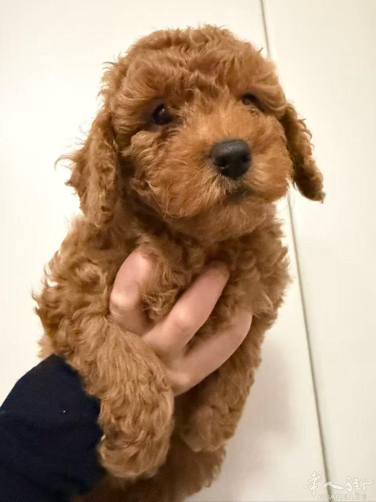 最后3 只泰迪宝宝！！！ （香槟色弟弟 最后一只母宝宝1300€ ） 包驱虫