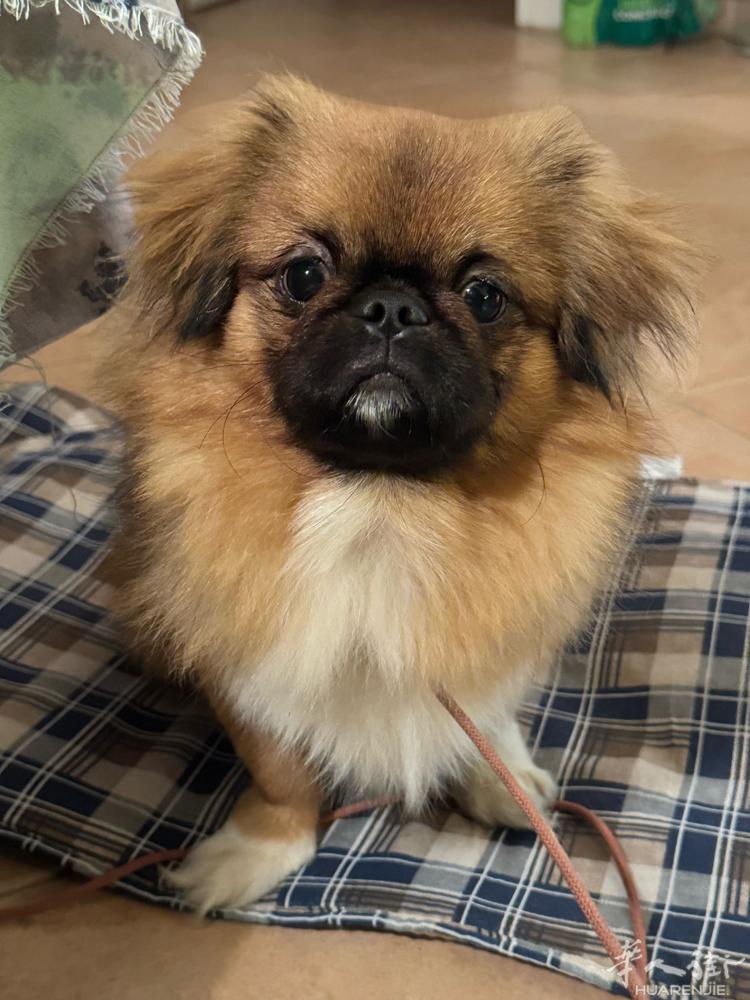 纯种藏獚犬 帮老外朋友出 十个月 公 性格温柔 会用尿垫 也可外出上厕所