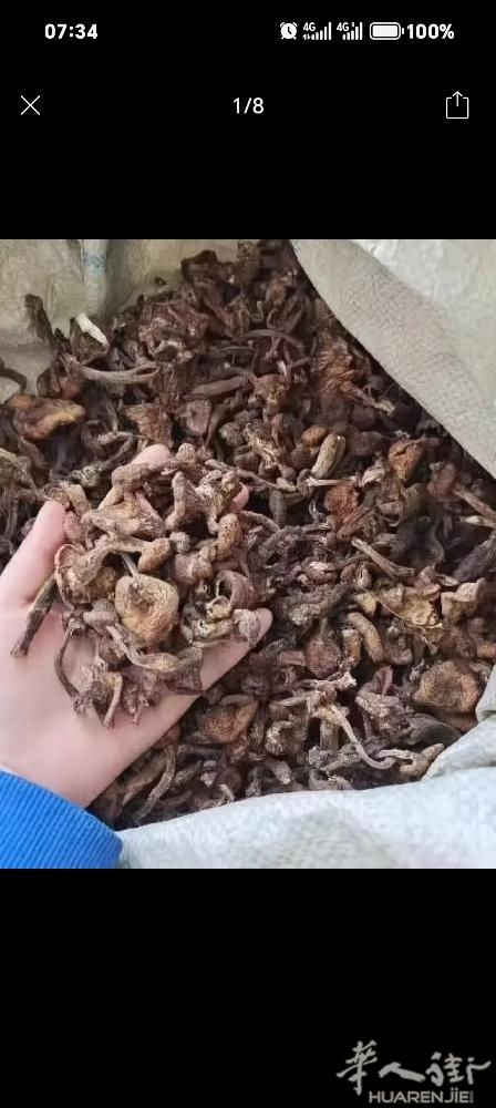 榛蘑，中国年马上到了，东北人的过年大席肯定缺不了的菜～小鸡炖蘑菇！数量不多，需要
