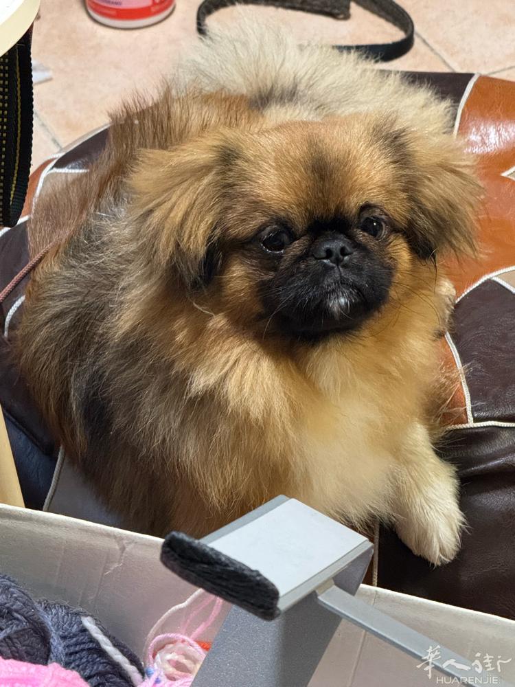纯种藏獚犬 十个月找新家