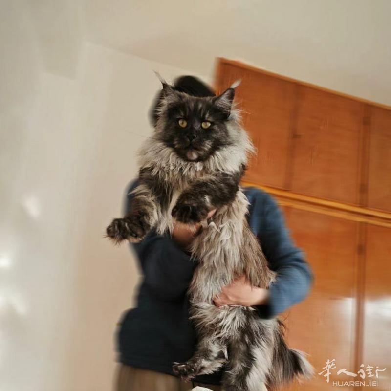🇮🇹缅因猫，有偿领养，品相很不错，价格超低想养