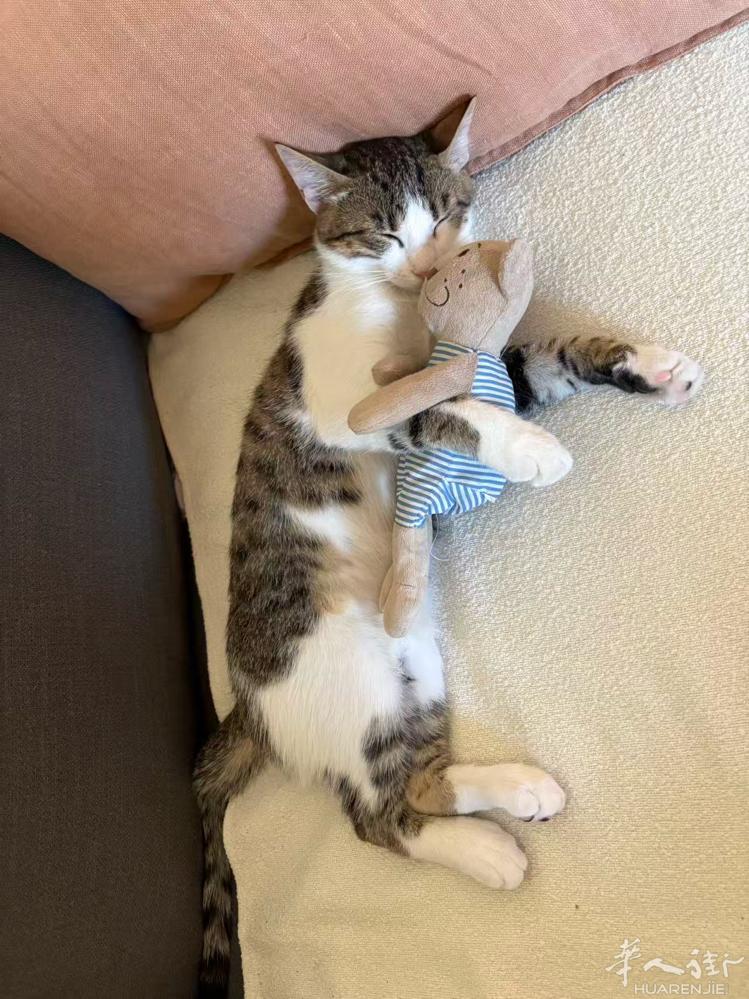 9个月大的公狸花猫