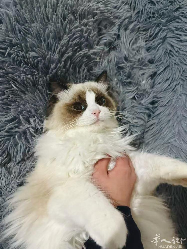 🐱🐱🐱威尼斯出血统布偶 爸妈自带血统 可看父母照片 现在小猫5个月左右 还
