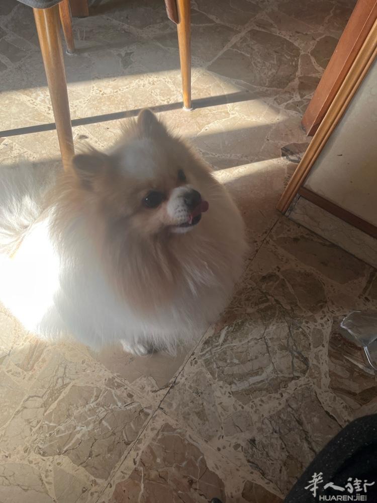 小公狗博美犬 3岁 都灵 找女朋友 加微信