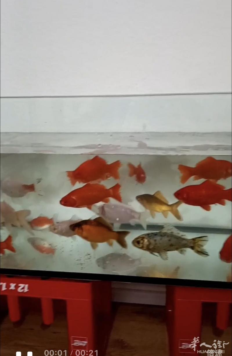 杜塞附近日本锦鲤鱼，25 €一条有喜欢养鱼的小伙伴
