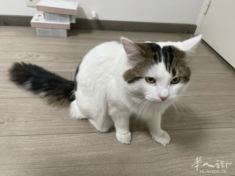 11个月猫咪 送人。身体健康。去年8月打的疫苗。没有绝育。