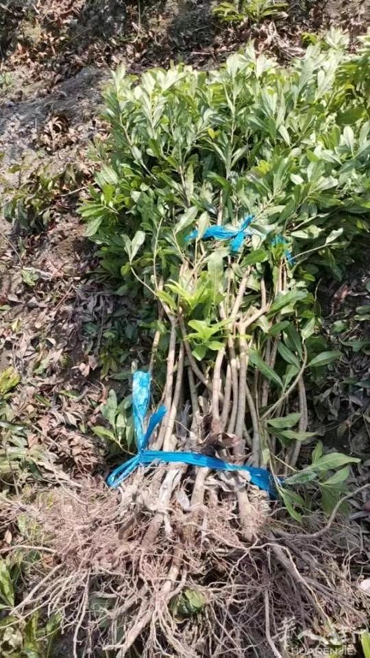 东魁杨梅苗裸根苗，三月份种植要的联系3923122222