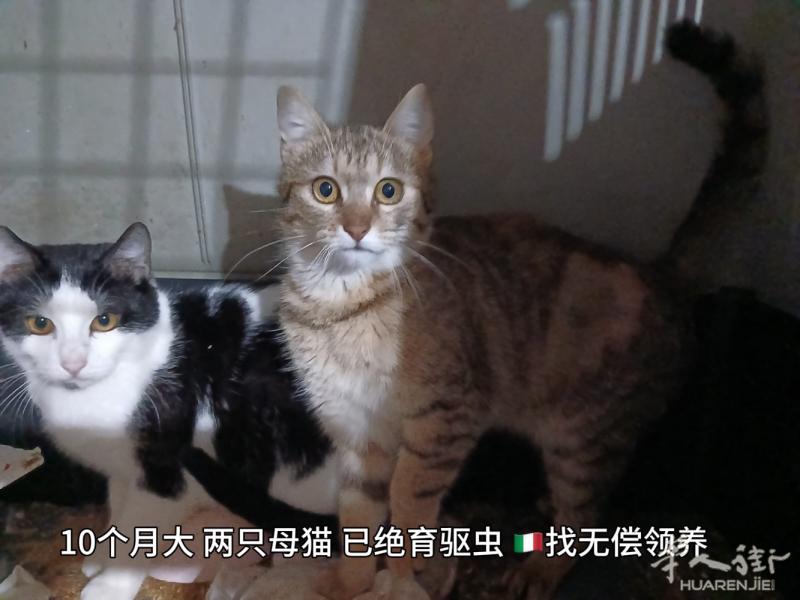 两只小母猫找领养 10个月已绝育 有兴趣加微信ljm_123456789