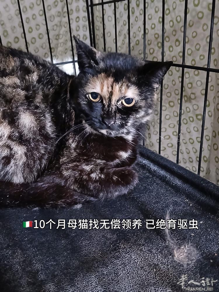 🇮🇹10个月母猫找无偿领养 已驱虫绝育 微信ljm_123456789