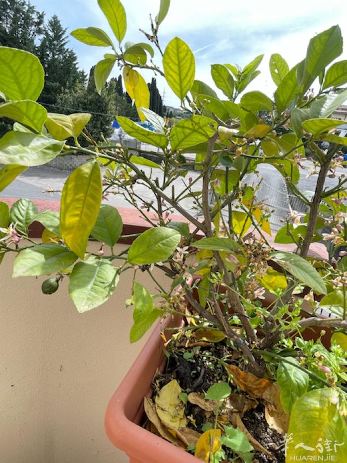 普拉托布衣工厂需熟练车工 工厂在Poggio a caiano小coop附近，以