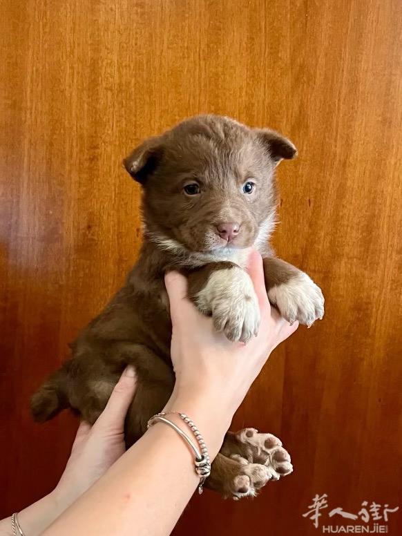 澳牧幼犬，300欧，最后一只棕色，微信A3895678888