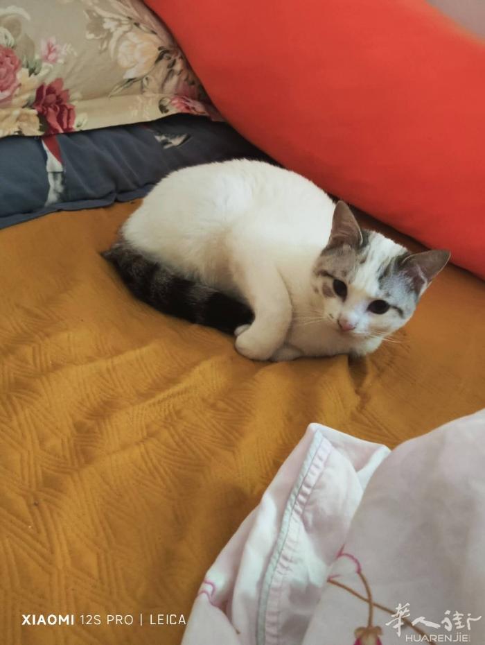 漂亮调皮的小妹妹送人，自己不会养，7 个月大