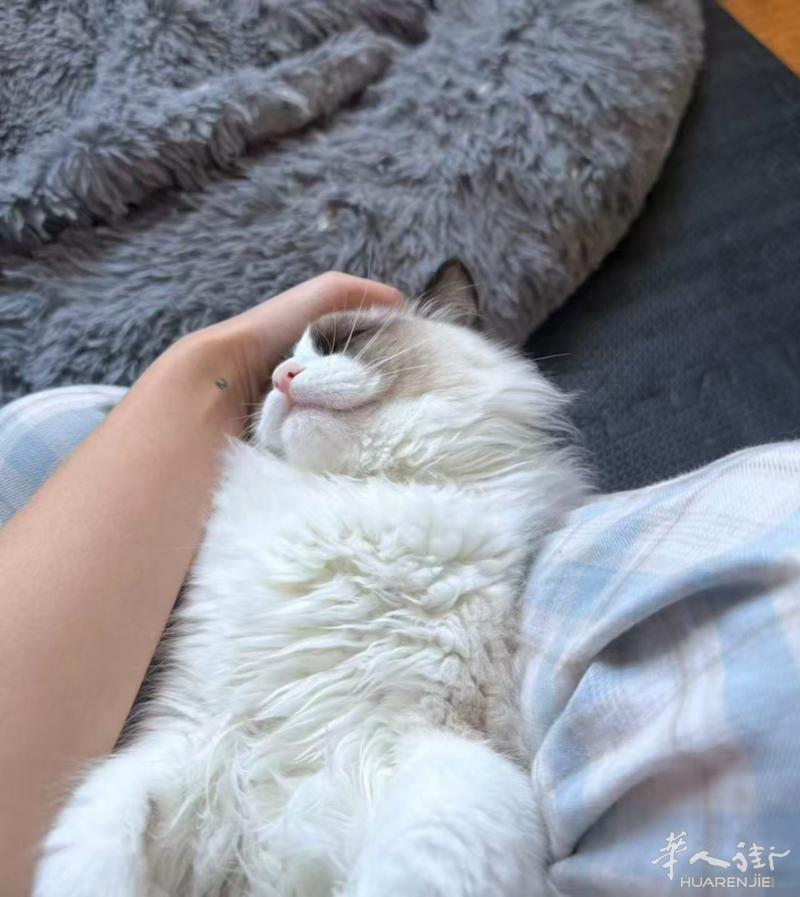 威尼斯出双血统布偶猫 可看父母照片 不接受太远距离派送 看仔细在➕V ：hubi