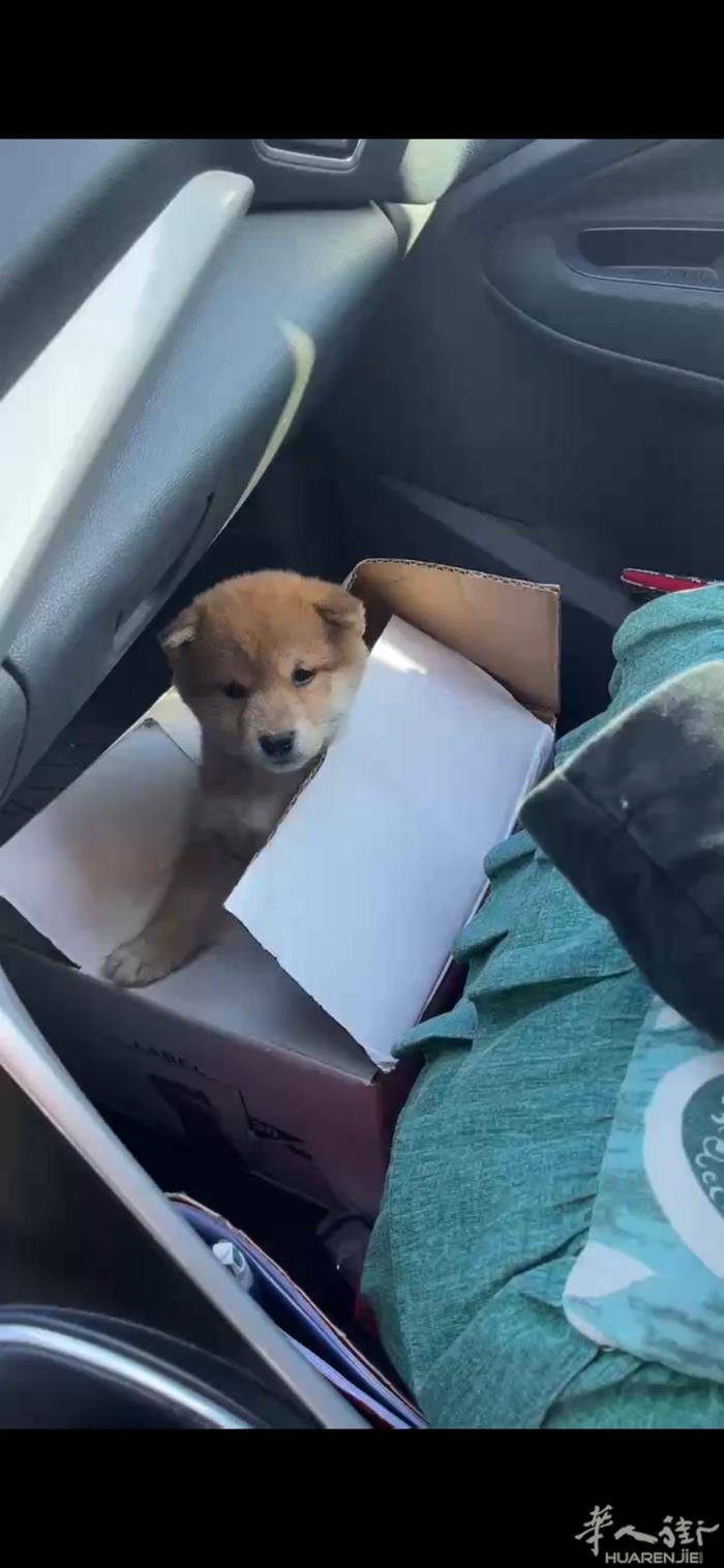 小柴犬 可爱的小柴犬