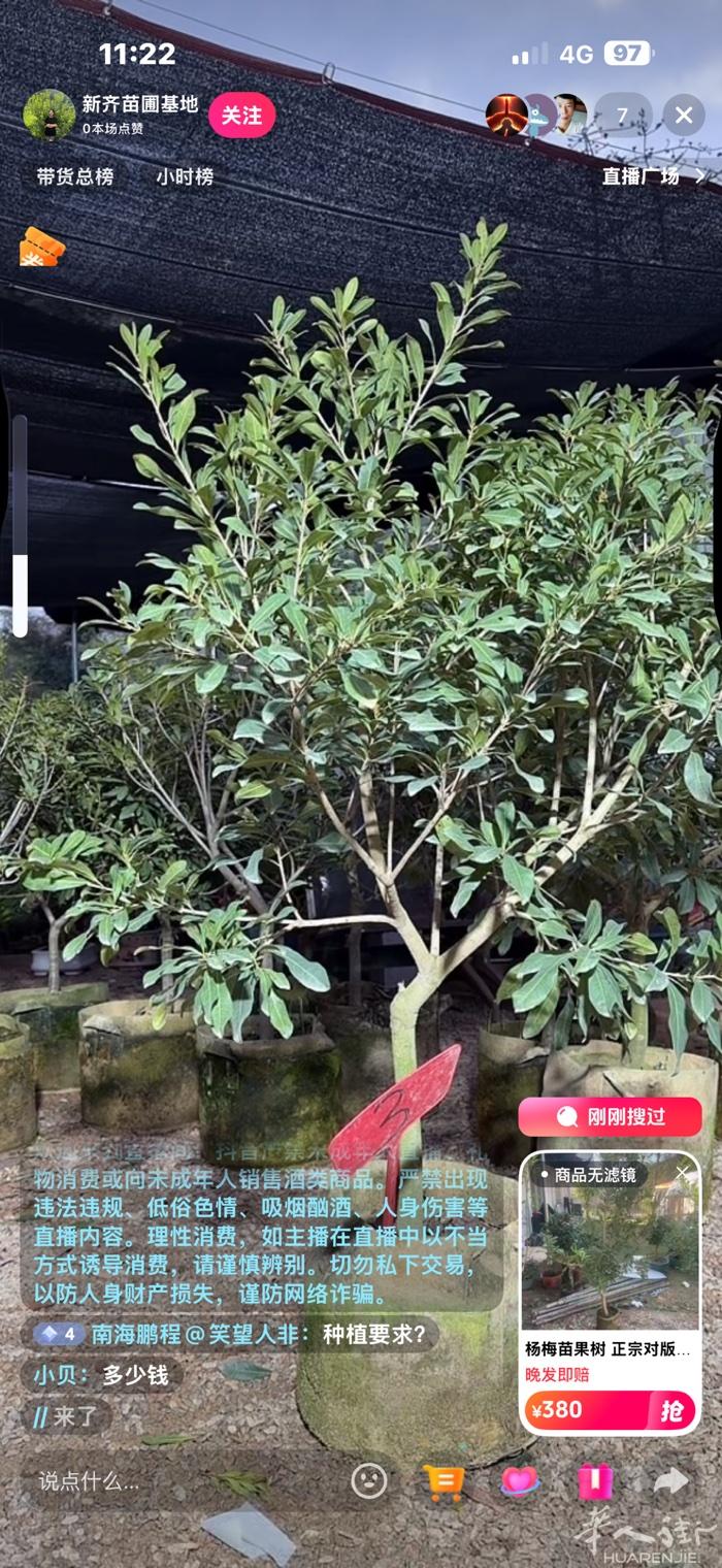 找最近从中国瑞安温州.文成附近回意大利的朋友.带杨梅苗回意大利prato 一个行