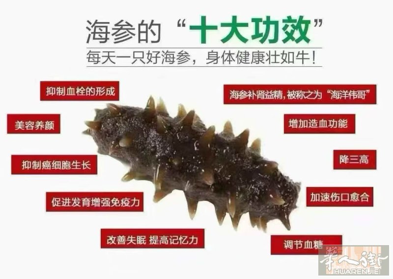 希腊顶级去皮野生乌刺参中号大号到货，泡发率可高达12倍，意大利现货需要的亲们可加