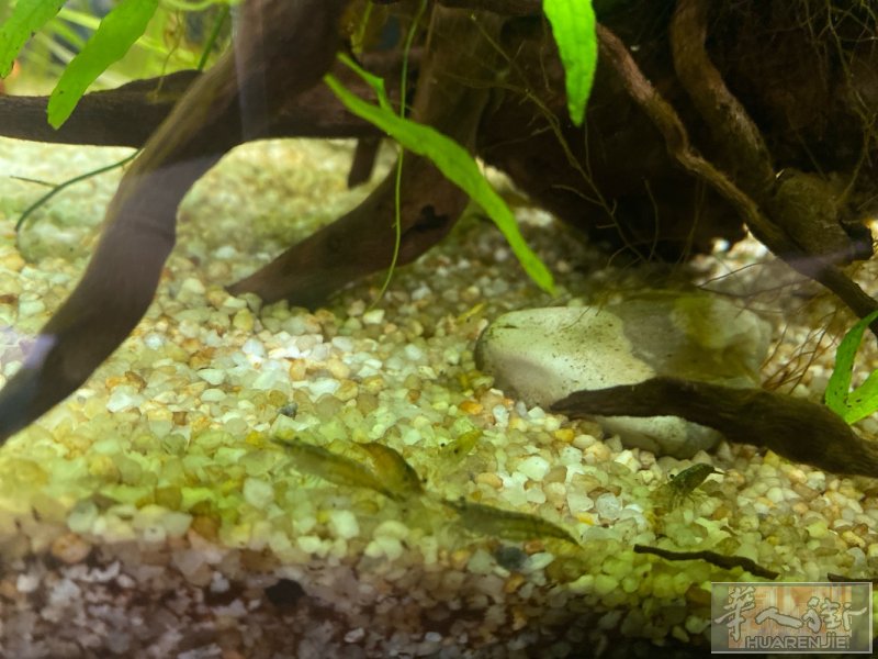 出黑壳虾，10只10€,自取93服装批发区，星期六或星期天早上名豪超市门口，提前