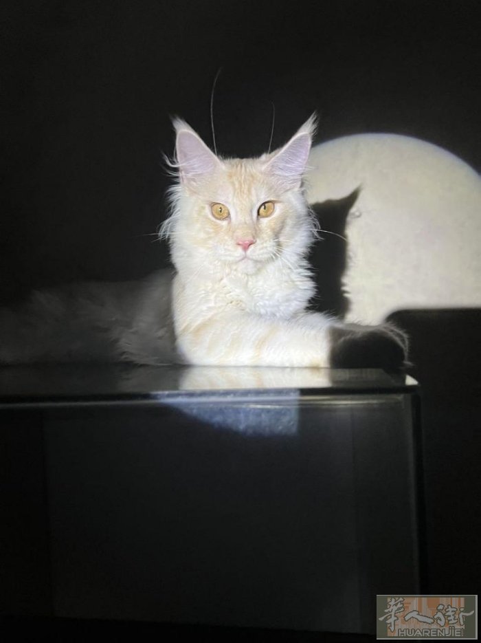 想养一只猫猫，巴塞有领养的吗 (本人有养猫经验，自养的猫现在在中国妹妹家养着）