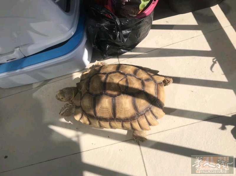 寻找以前买我乌龟的新主人