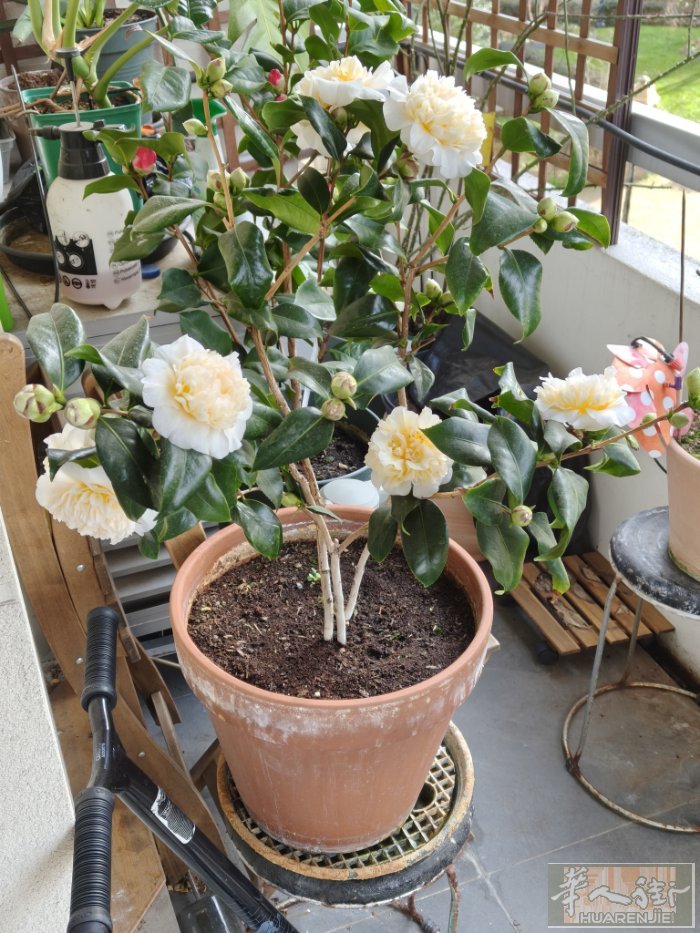 92省courbevoie出绿植，自取。  茶花25欧，有白色和红色。 月季花