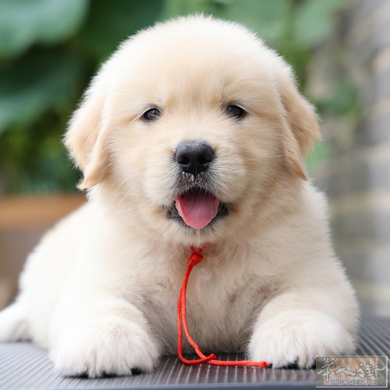 金毛寻回犬幼犬 · LOF纯种 · 冠军血统 · 专业犬舍
