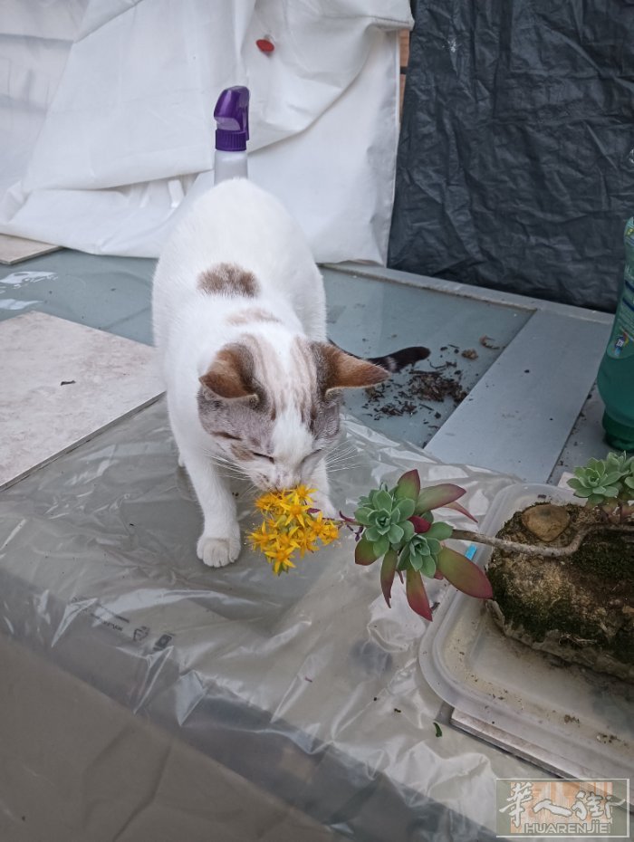 免费送！超可爱的小猫7个月大很乖巧！