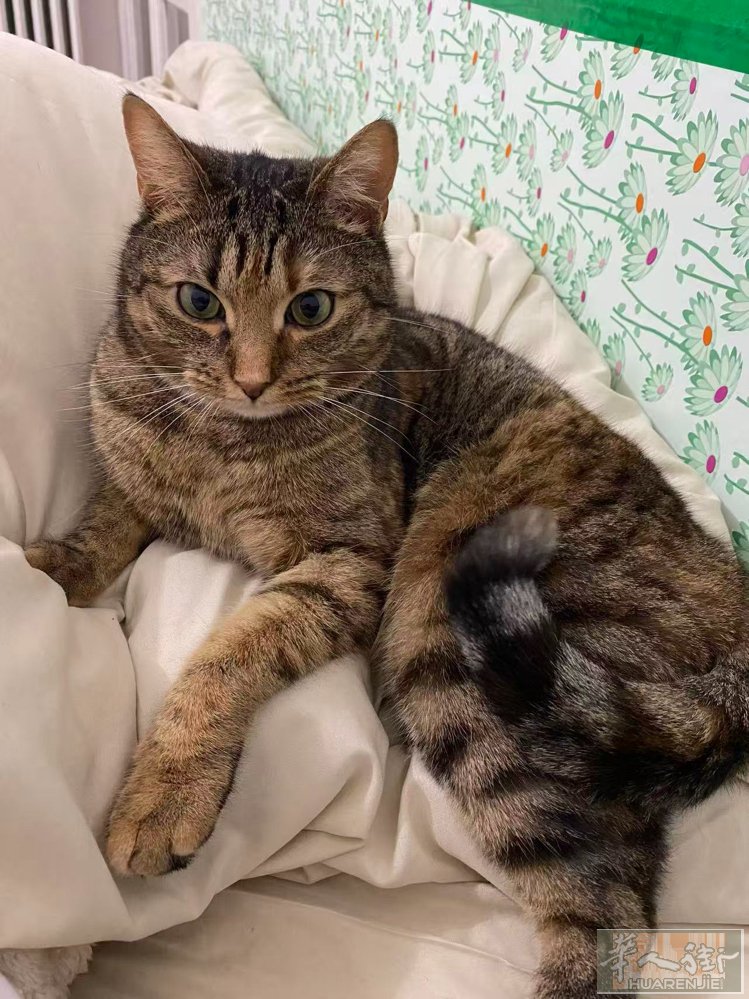 意大利Modena免费领养狸花猫。一只五岁的咪咪已绝育。疫苗全 领养送咪咪生活用