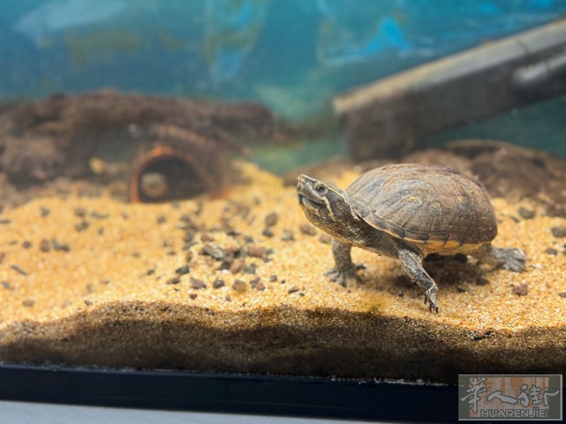 出🐢 迷你麝香龟水龟2只，一大一小