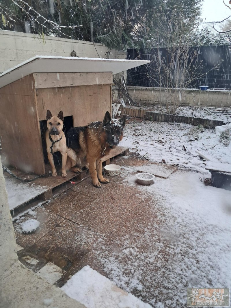 🐕🐕两只狗找领养家。公牧羊犬帅气乖巧，母马犬看家能手为你看家护院……，有心领养的请私信。谢谢。