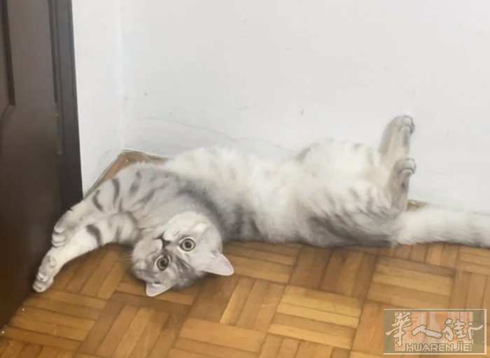 有人领养猫猫吗，2岁多公猫以绝育，在padova附近 wx：Ayu25487