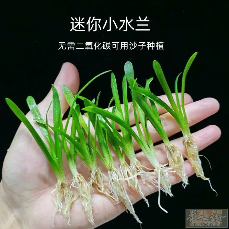 迷你兰 后期最高长大十公分 好养繁殖快 适合大小鱼缸 还有三十余棵 25快qua