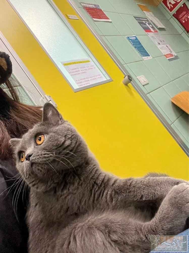 免费送一只4岁半英短蓝猫 公猫 已绝育 带疫苗本和芯片 有喜欢的联系 V：827
