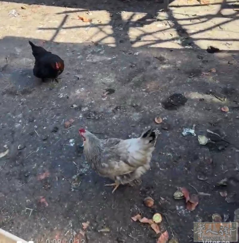 出售自己家养的母鸡30个接手可以直接下蛋 公鸡3个 ，20块一个 数量不多有需要
