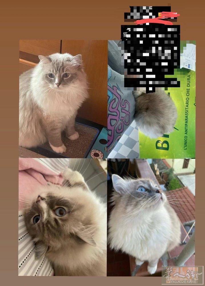 Prato寻猫2000欧  见到猫不问由来，2000欧  特征：山猫布偶，背毛灰