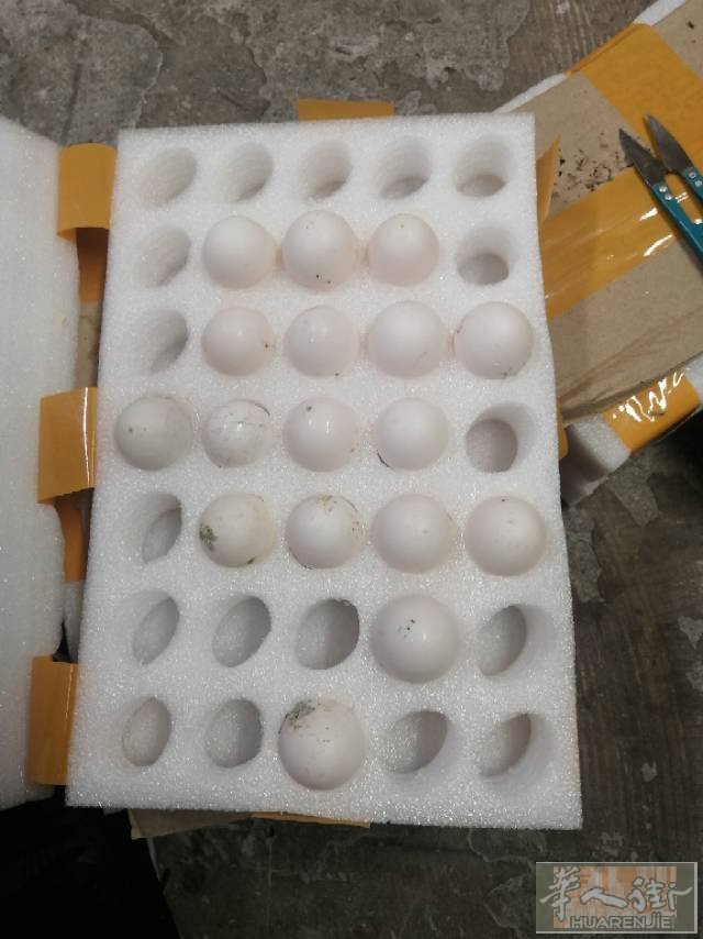 便宜出售白鸽蛋1.3欧一个