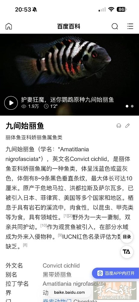 九间始丽小鱼图3一条3.58欧 10条2.88欧一条.