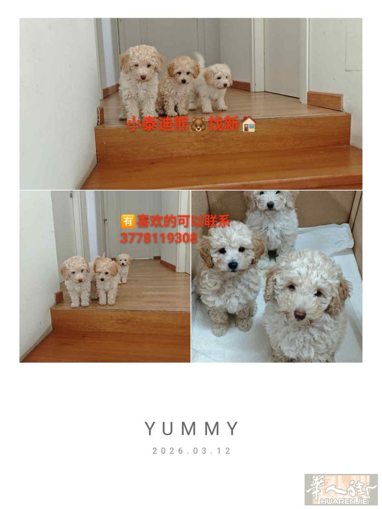 小泰迪找家 有感兴趣的联系 佩鲁贾 罗马🉑送