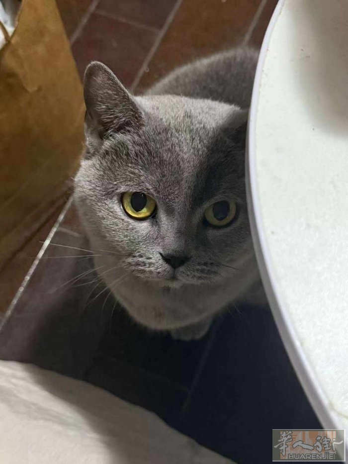 猫猫找新家了 免费领养母猫性格粘人不咬人 5岁已打已绝育但是到新家肯定会胆小一段