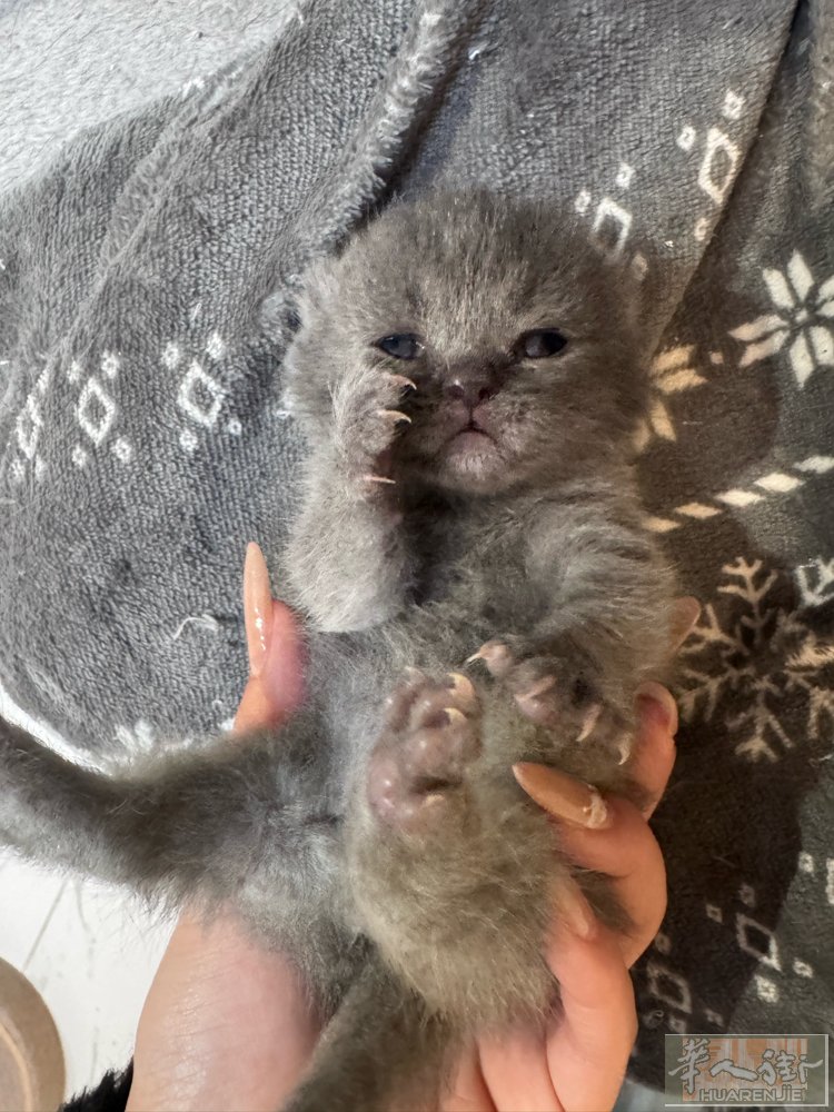 预售小奶猫 一只  品种 英短 蓝猫 弟弟  . 可接受 预定 .在米兰可 上门