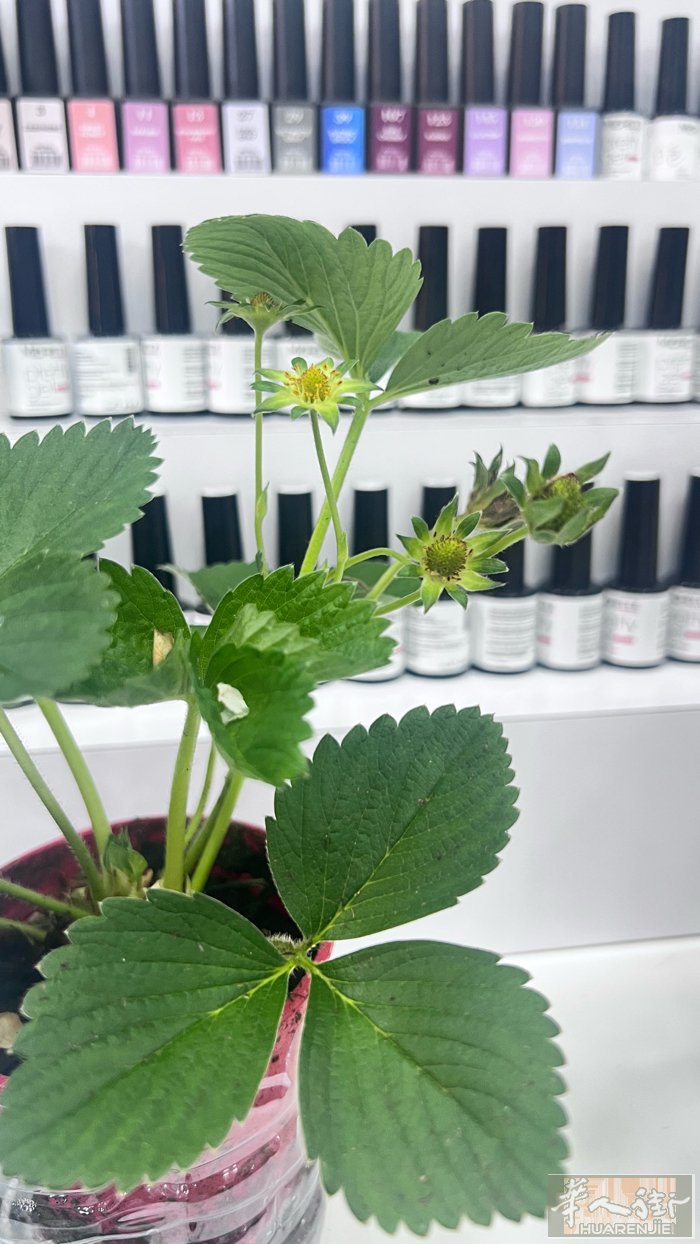 每个星期2代班罗马周边